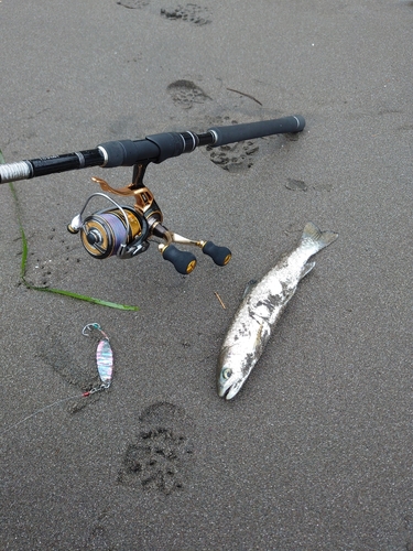 アメマスの釣果