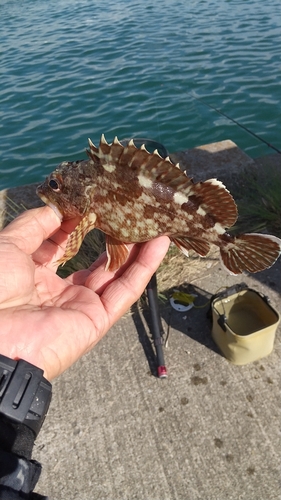 ガシラの釣果