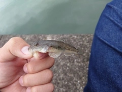 マハゼの釣果