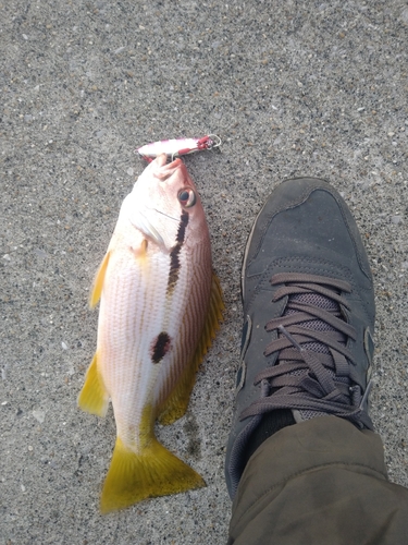 ヨコスジフエダイの釣果