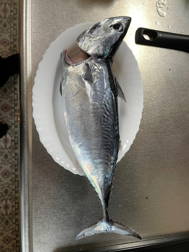 ソウダガツオの釣果