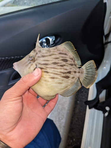 カワハギの釣果