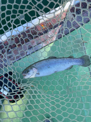 ニジマスの釣果