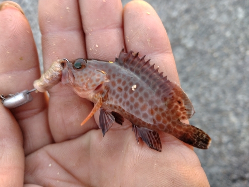 カサゴの釣果