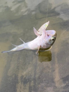 ニジマスの釣果