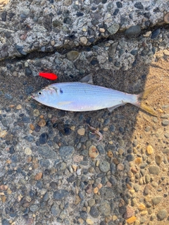 コノシロの釣果