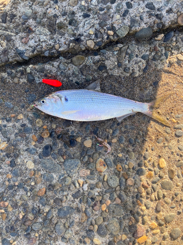 コノシロの釣果