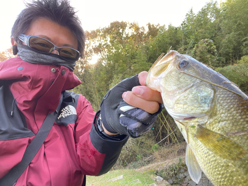 ラージマウスバスの釣果