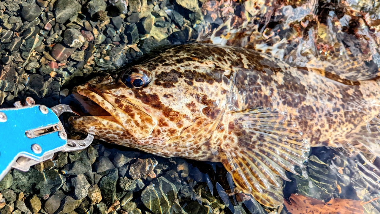 タケノコメバル