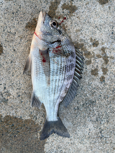 チヌの釣果