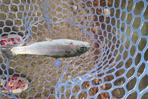 トラウトの釣果