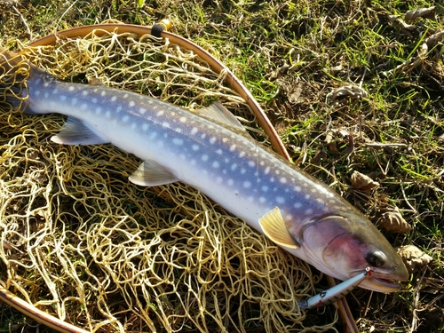 アメマスの釣果