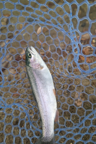 トラウトの釣果