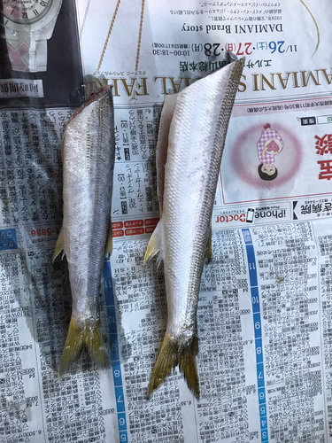 カマスの釣果