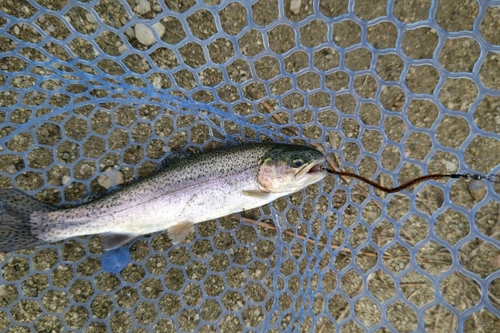 トラウトの釣果