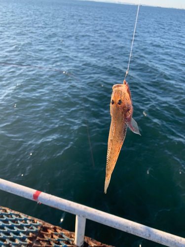 マハゼの釣果