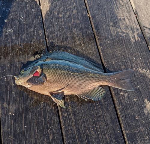 メジナの釣果