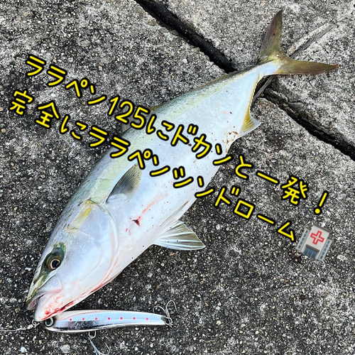 ハマチの釣果