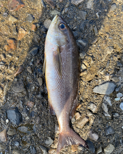 イサキの釣果