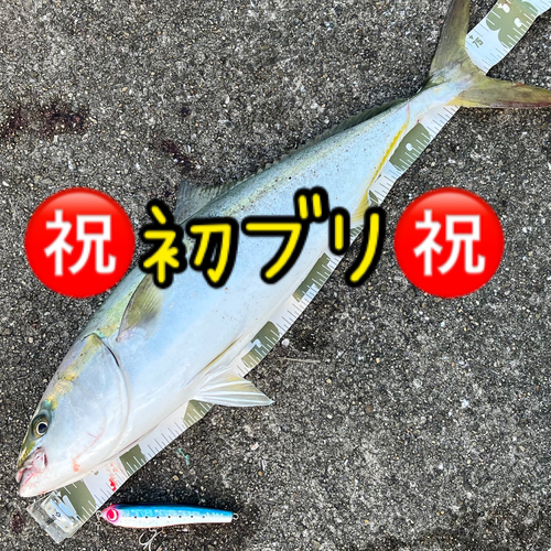 ブリの釣果