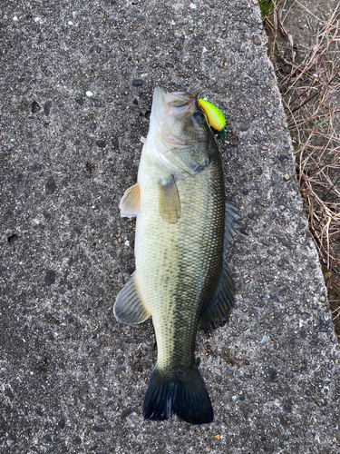 ブラックバスの釣果