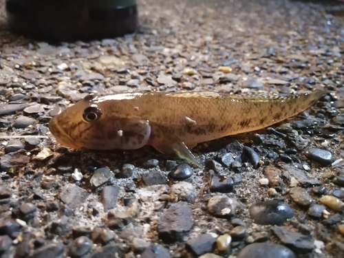 マハゼの釣果