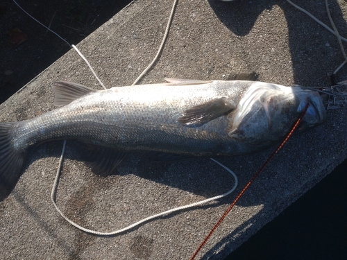 スズキの釣果