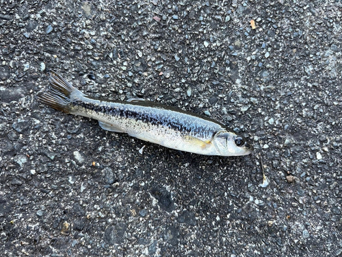 アブラハヤの釣果