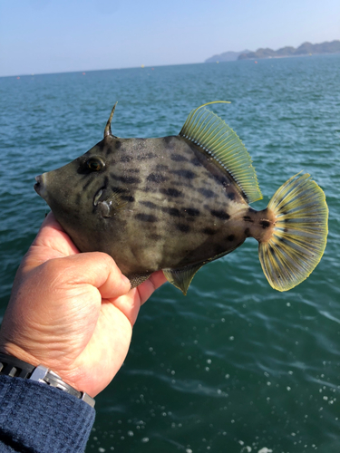 カワハギの釣果