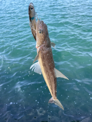 エソの釣果