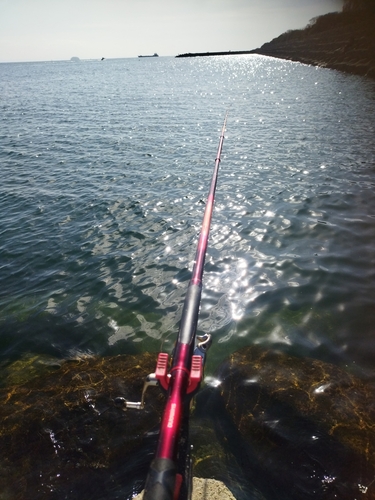 クロの釣果