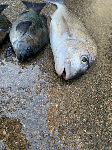 クチブトグレの釣果