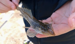 メゴチの釣果