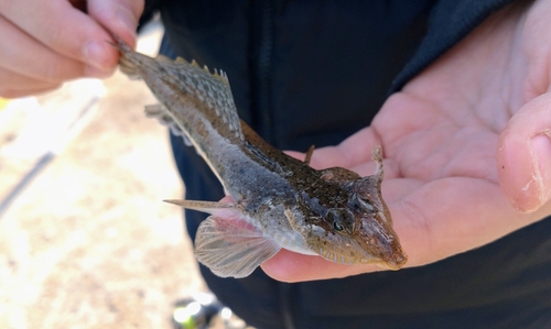 メゴチの釣果