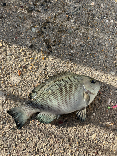 メジナの釣果