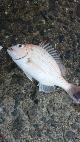 チャリコの釣果