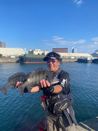 チヌの釣果