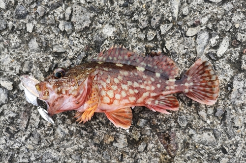 カサゴの釣果