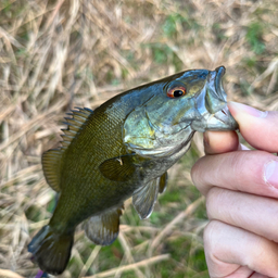 スモールマウスバス