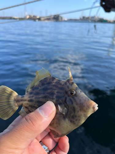 カワハギの釣果