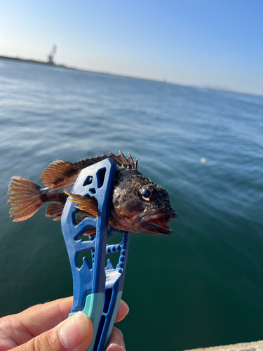 ガシラの釣果