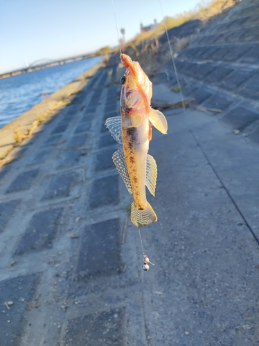 マハゼの釣果