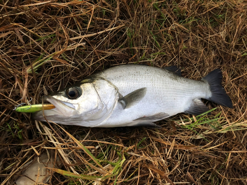 フッコ（ヒラスズキ）の釣果