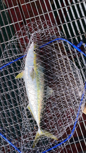 メジロの釣果