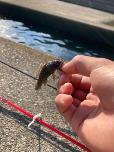 アゴハゼの釣果