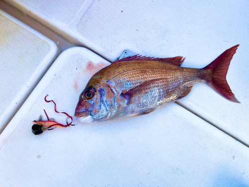 マダイの釣果