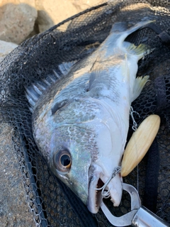 キビレの釣果