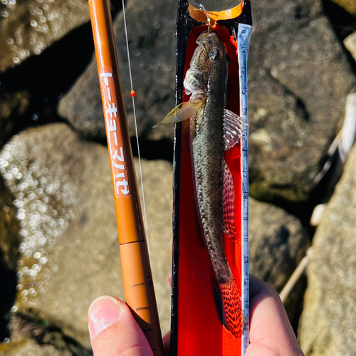 マハゼの釣果