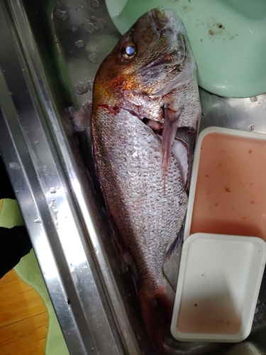 マダイの釣果