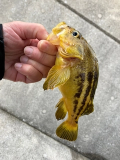 シマゾイの釣果